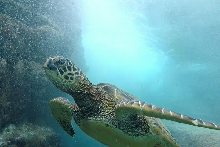 Midday Snorkel Along the Kona Coast: Ultimate Ocean Encounters to Makalawena photo 1