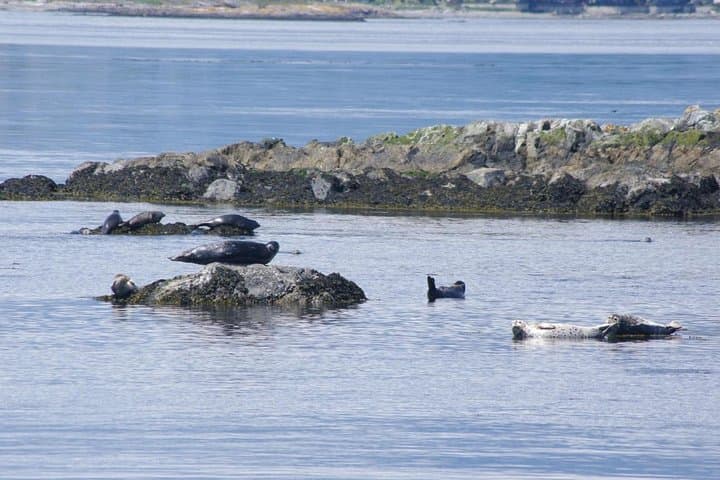 Victoria Whale-Watching Cruise with Naturalist Guides — 3-Hour Shore Excursion photo 3