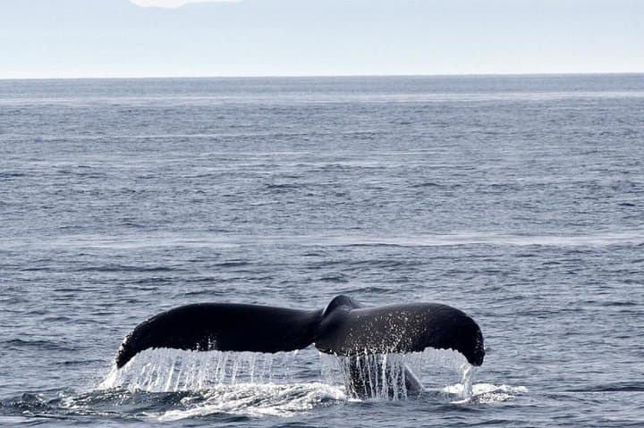 Victoria Whale-Watching Cruise with Naturalist Guides — 3-Hour Shore Excursion photo 4