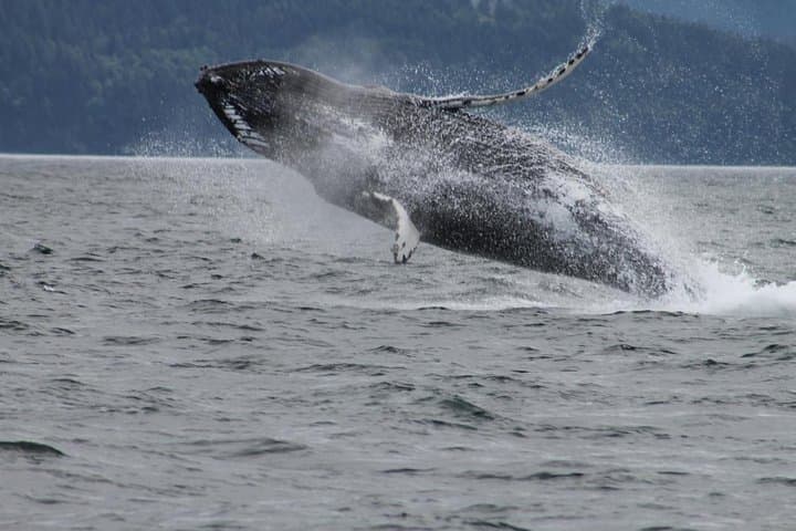 Victoria Whale-Watching Cruise with Naturalist Guides — 3-Hour Shore Excursion photo 5