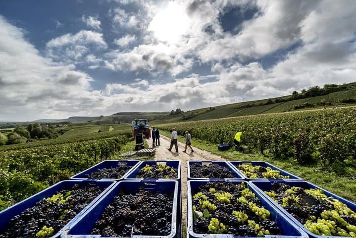 Full-Day Private Champagne Tour from Paris: Vineyards, Cellars & Dom Pérignon photo 6