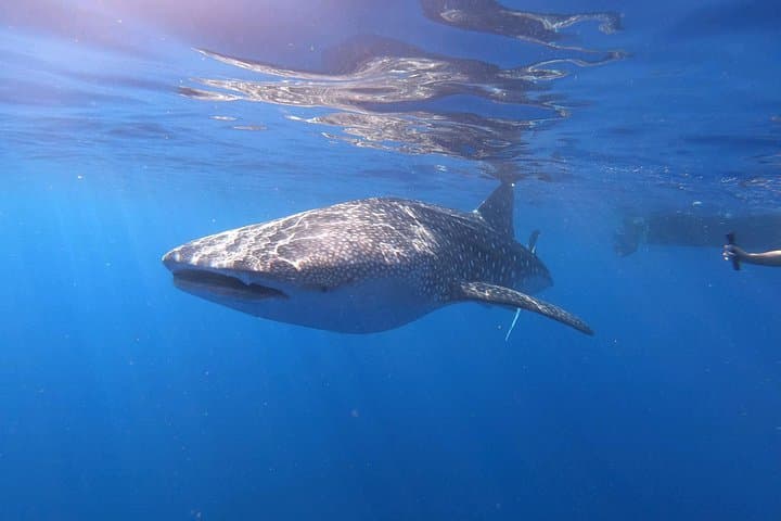 Midday Snorkel Along the Kona Coast: Ultimate Ocean Encounters to Makalawena photo 3