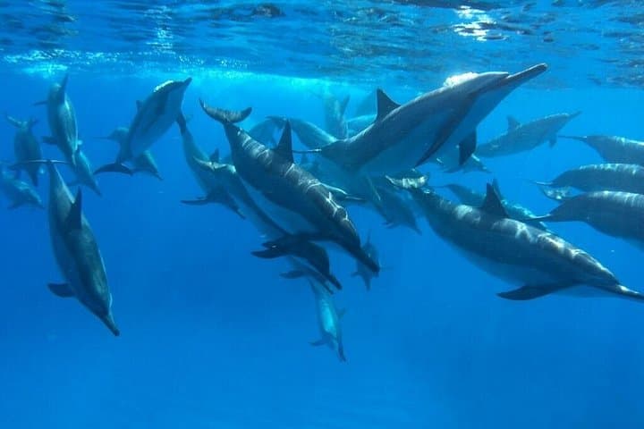 Midday Snorkel Along the Kona Coast: Ultimate Ocean Encounters to Makalawena photo 4
