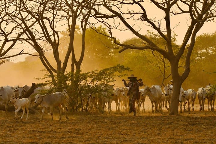 Bagan Birdwatching: Full-Day Explorer Through Temples and Dry Forest photo 3