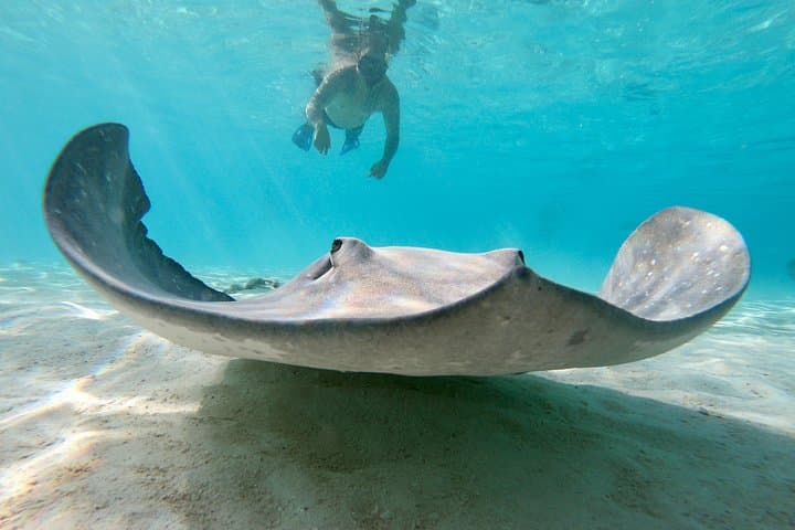 Private Moorea Lagoon Boat Tour — Snorkel Rays, Sharks & Coral photo 6