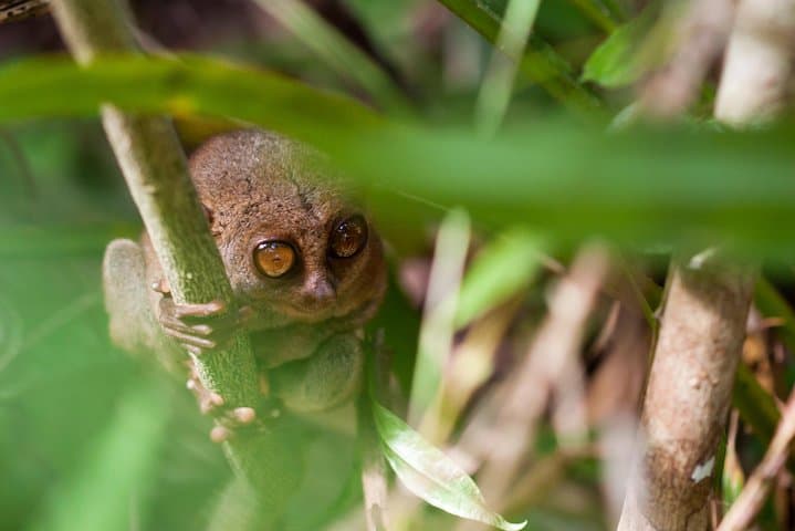 Full-Day Bohol Excursion from Cebu: Chocolate Hills, Loboc River & Historic Churches photo 4