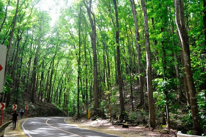 Full-Day Bohol Excursion from Cebu: Chocolate Hills, Loboc River & Historic Churches photo 5
