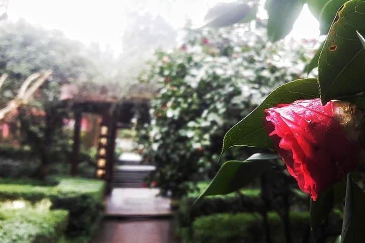 Day Trip to Mt Emei: Hike Temples, Monkeys & the Golden Summit from Chengdu photo 5