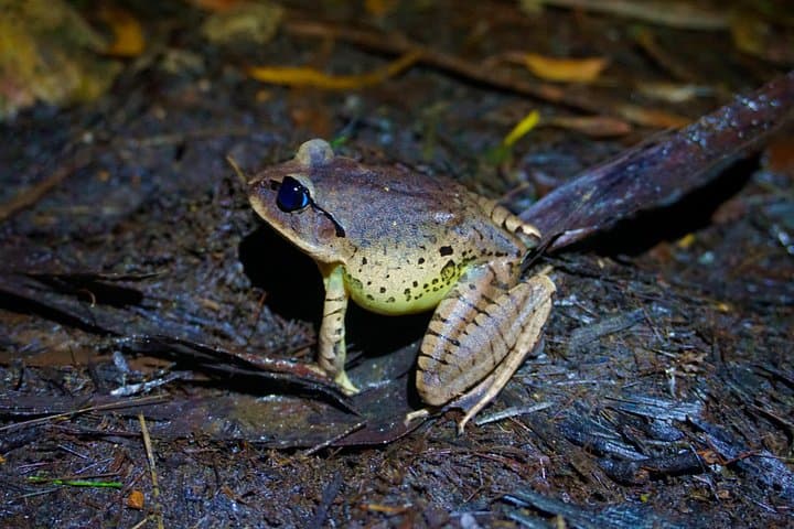 Springbrook Glow Worm Walk: Nocturnal Rainforest & Natural Bridge Waterfall Tour from Gold Coast photo 2