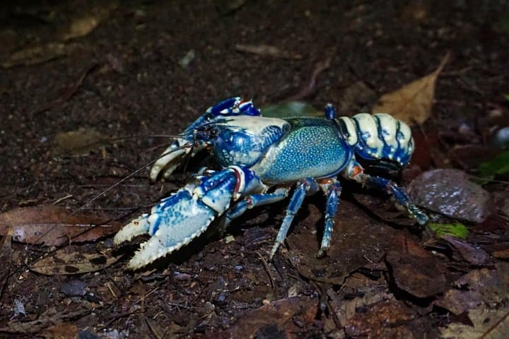 Springbrook Glow Worm Walk: Nocturnal Rainforest & Natural Bridge Waterfall Tour from Gold Coast photo 6