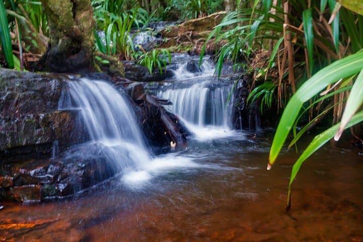 Springbrook Glow Worm Walk: Nocturnal Rainforest & Natural Bridge Waterfall Tour from Gold Coast photo 5