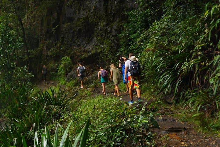 Springbrook Glow Worm Walk: Nocturnal Rainforest & Natural Bridge Waterfall Tour from Gold Coast photo 4
