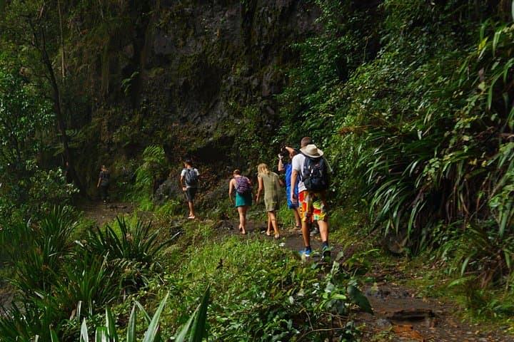 Koalas, Glow Worms & Kangaroos: Nocturnal Rainforest Walk in the Gold Coast Hinterland photo 4