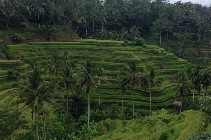 Favorite Ubud Daytrip: Rice Terraces, Coffee Tasting & Holy Spring Temple