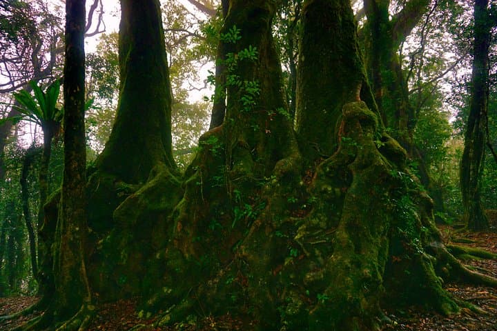 Private Gondwana Rainforest & Waterfalls Tour from Gold Coast photo 4