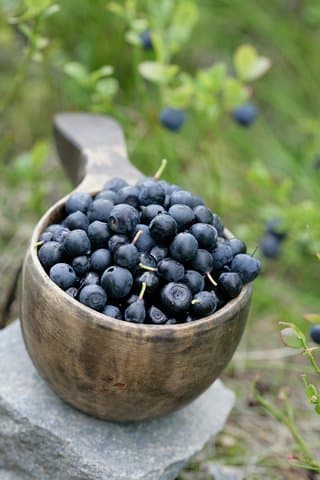 Foraging in Rovaniemi: Mushroom & Berry Picking in Finnish Lapland