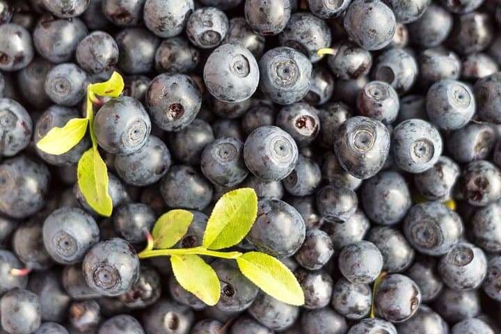 Foraging in Rovaniemi: Mushroom & Berry Picking in Finnish Lapland photo 2