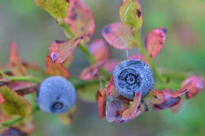 Foraging in Rovaniemi: Mushroom & Berry Picking in Finnish Lapland photo 3