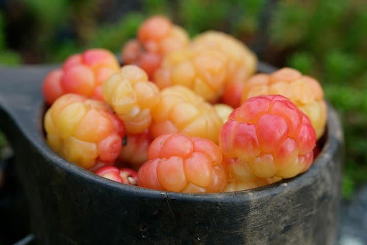 Foraging in Rovaniemi: Mushroom & Berry Picking in Finnish Lapland photo 4
