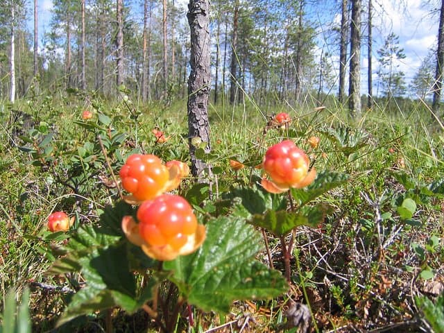 Foraging in Rovaniemi: Mushroom & Berry Picking in Finnish Lapland photo 5