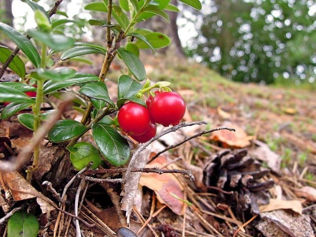 Foraging in Rovaniemi: Mushroom & Berry Picking in Finnish Lapland photo 6