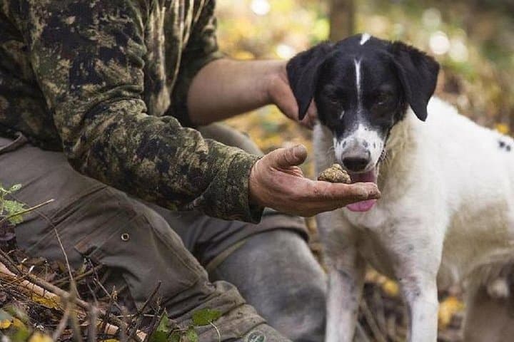 Truffle Hunting in the Tuscany Hills: Day Trip from Florence with Wine & Lunch photo 1