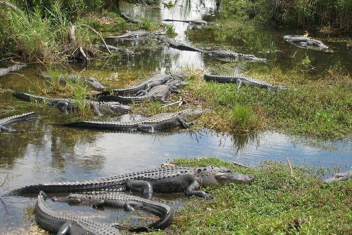 Private Everglades Airboat Tour from Miami Dade — 4-Hour Wildlife & Airboat Experience photo 1