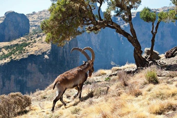 Simien Mountains 4-Day Trek: Gelada Baboons, Waterfalls & Ras Dashen Views photo 5