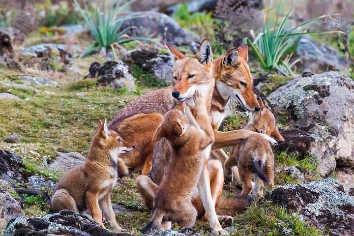 Bale Mountains National Park: 5-Day Trek to Sanetti Plateau and Ethiopian Wolf