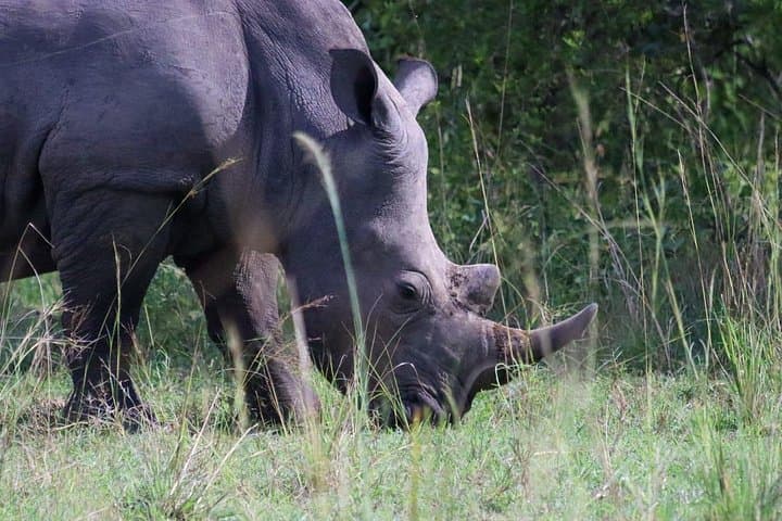 Ziwa Rhino Trekking: Walk Among Uganda's White Rhinos on a Day Tour