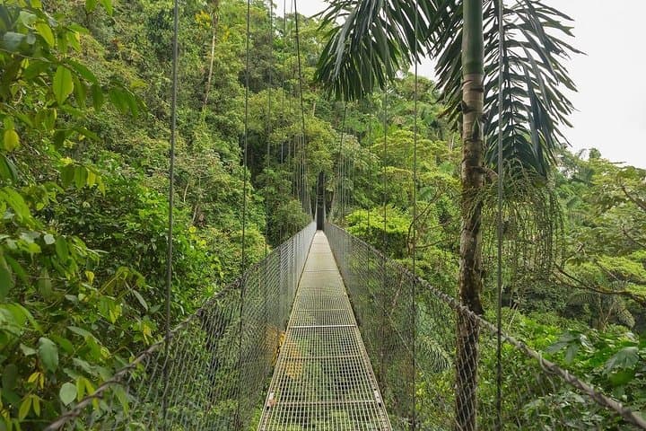 8-Day Costa Rica Essentials: Arenal Volcano, Tortuguero Canals & Monteverde Cloud Forest photo 6