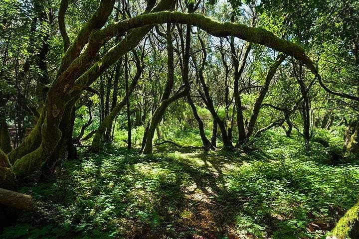 La Gomera Day Trip from Tenerife — Garajonay, El Cedro Forest & Roque Agando photo 4