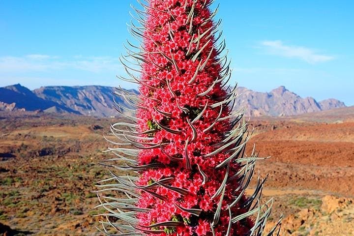 Tenerife Highlights Full-Day Tour: Teide, Icod de los Vinos, Garachico & Masca photo 3