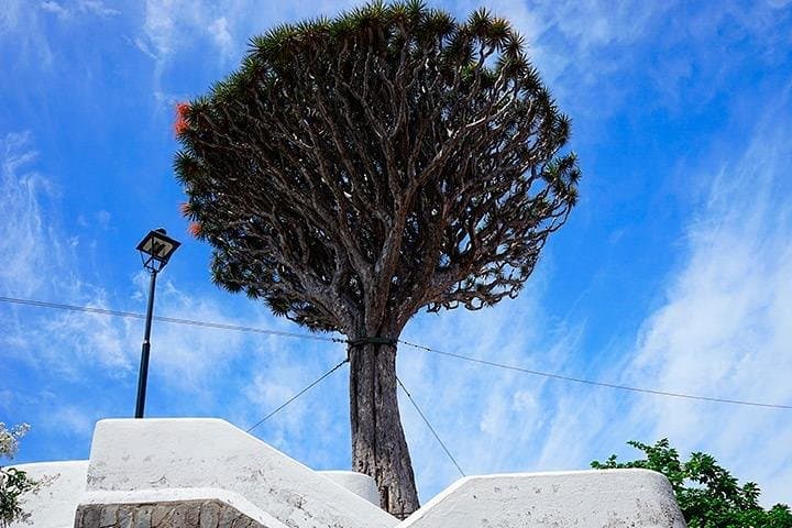 Tenerife Highlights Full-Day Tour: Teide, Icod de los Vinos, Garachico & Masca photo 5