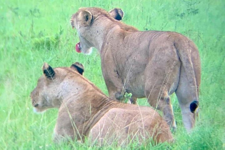 One-Day Safari to Mikumi National Park from Dar es Salaam photo 1