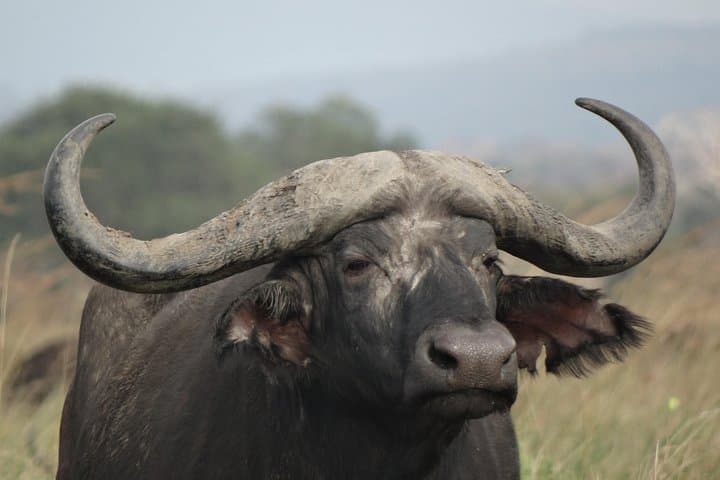 One-Day Safari to Mikumi National Park from Dar es Salaam photo 2