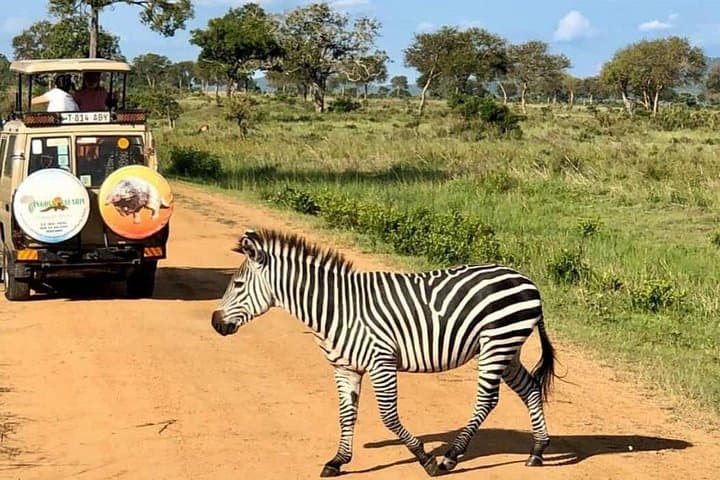 One-Day Safari to Mikumi National Park from Dar es Salaam photo 4