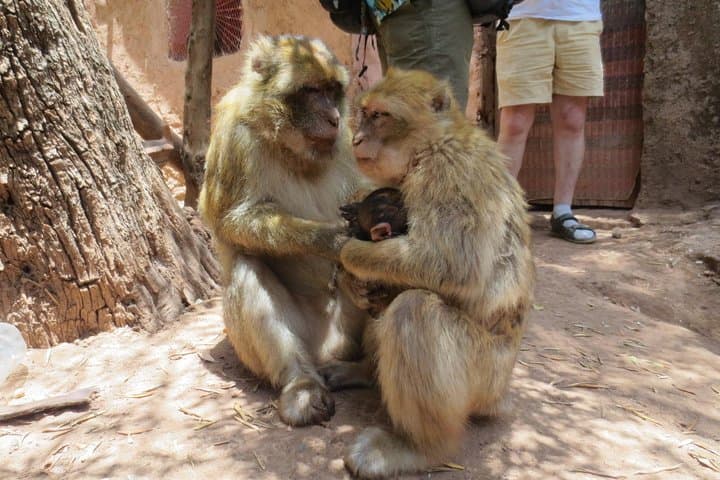 Full-Day Ouzoud Waterfalls Trip from Marrakech: Hike, Boat Ride & Berber Lunch photo 4