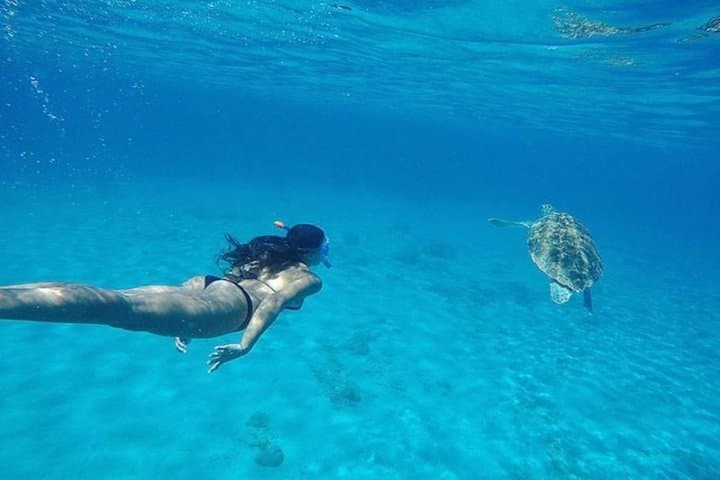 west-side-nature-lovers-tour-curacao-snorkel-turtles-kenepa-williwood photo 2