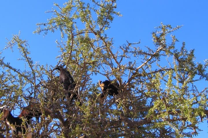 Essaouira Day Trip from Marrakech: Port Walks, Argan Trees & Atlantic Calm photo 3