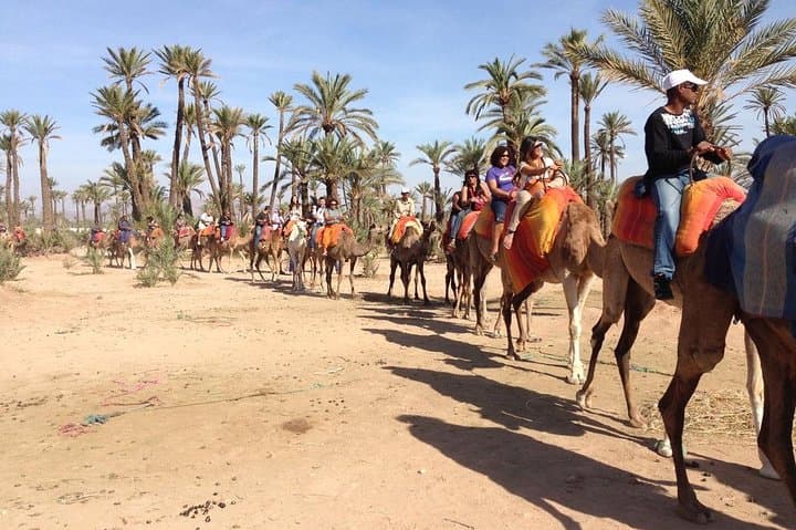 Palmeraie Camel Ride: 1.5-Hour Camel Trek Near Marrakech with Mint Tea photo 2