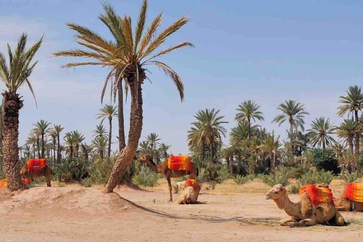 Palmeraie Camel Ride: 1.5-Hour Camel Trek Near Marrakech with Mint Tea photo 3