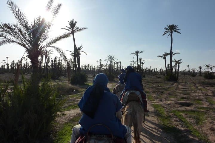 Palmeraie Camel Ride: 1.5-Hour Camel Trek Near Marrakech with Mint Tea photo 5