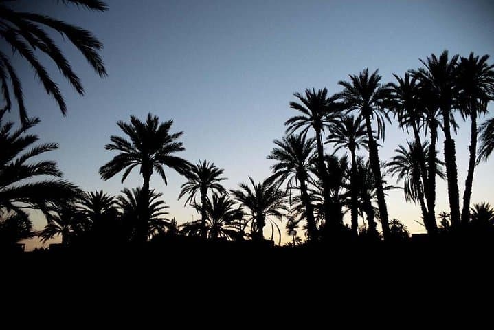 Palmeraie Camel Ride: 1.5-Hour Camel Trek Near Marrakech with Mint Tea photo 6