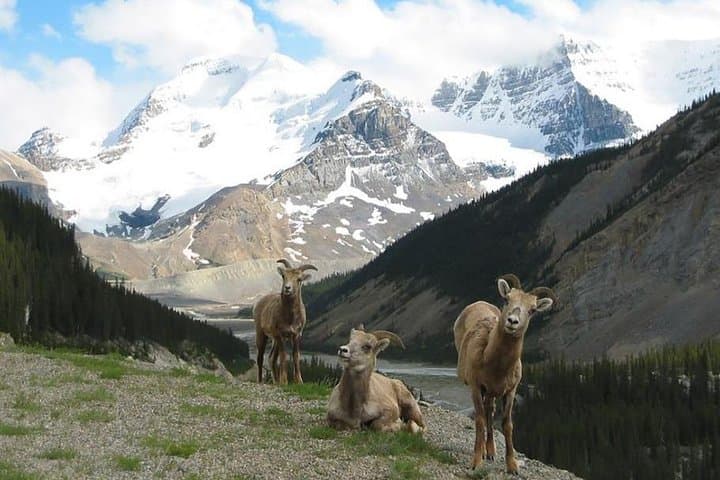 3-Day Columbia Icefield & Rockies Tour — Lake Louise, Jasper, Moraine Lake photo 6