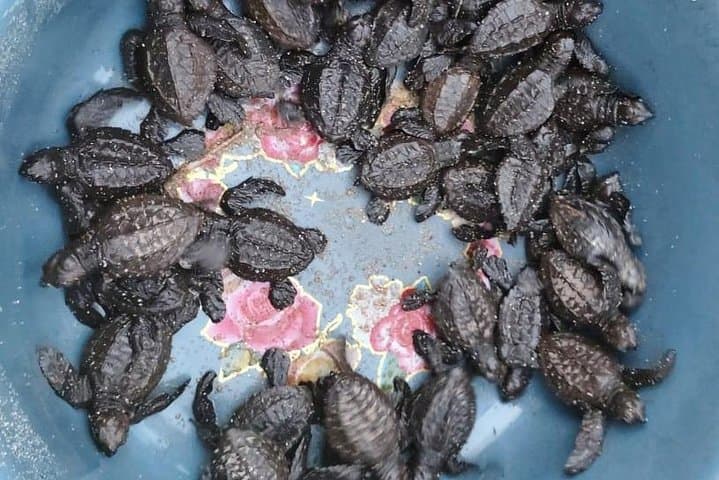 Escobilla Baby Turtle Release from Huatulco — Evening Olive Ridley Experience photo 2