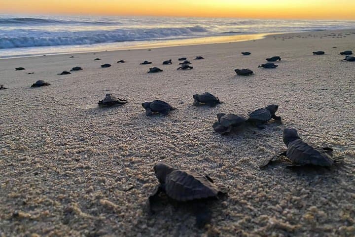 Escobilla Baby Turtle Release from Huatulco — Evening Olive Ridley Experience