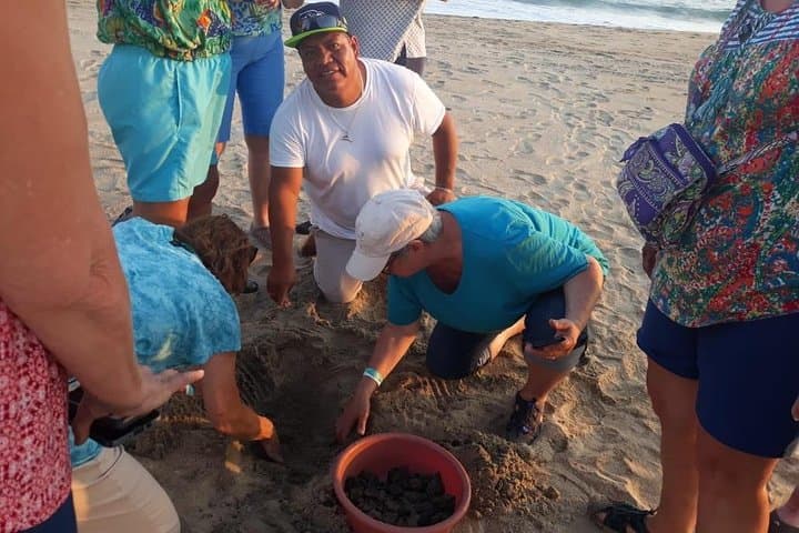 Escobilla Baby Turtle Release from Huatulco — Evening Olive Ridley Experience photo 4