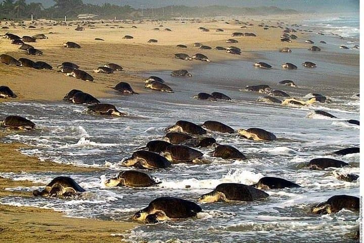 Escobilla Baby Turtle Release from Huatulco — Evening Olive Ridley Experience photo 5