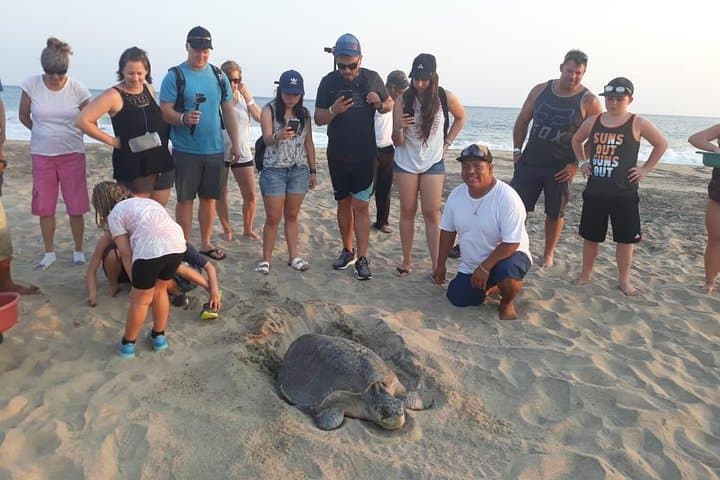 Escobilla Baby Turtle Release from Huatulco — Evening Olive Ridley Experience photo 6